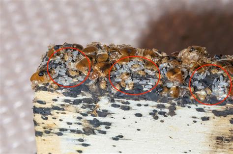 Maybe you have actually seen bed bugs in seams and crevices on your mattress. bed bug eggs - Pointe Pest Control | Chicago Pest Control ...