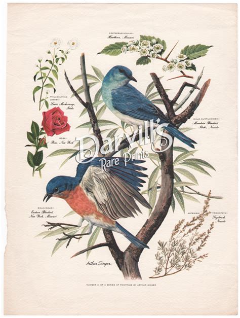 Arthur Singer Vintage Bird Prints Circa 1957