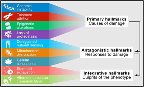 What Causes Us To Age The Hallmarks Of Aging Longevityfacts