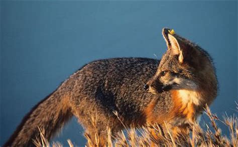岛屿灰狐有多少只 岛屿灰狐快要灭绝吗 岛屿灰狐喜欢吃什么
