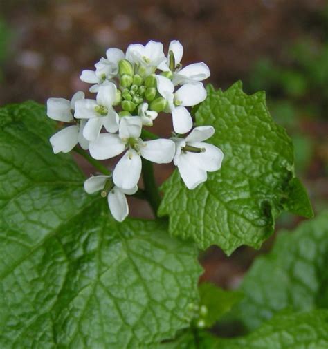 Nature Notes Garlic Mustard An Edible And Delicious Invasive Plant