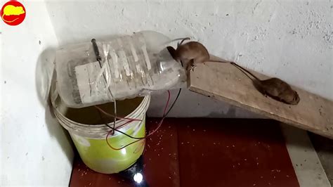 Electric Rat Trap Best Mouse Trap Homemade Using Grilleandwater Bottle