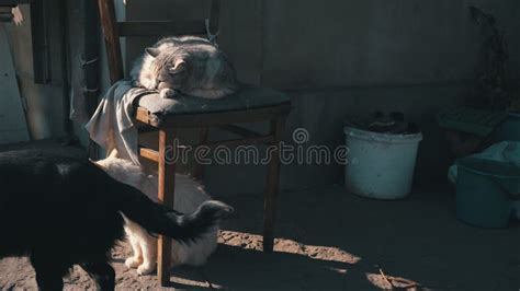 Homeless Cats And Dogs Rest Together On A Dirty Street Stock Footage