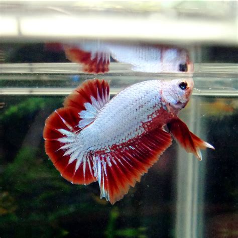 Emerald green fancy halfmoon plakat betta (released. PG's Betta Store: Red & White Halfmoon Plakat Male #2032/44