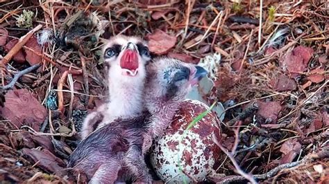 Second Osprey Chick Hatches At Perthshire Wildlife Reserve By Thenationalscot Local News And