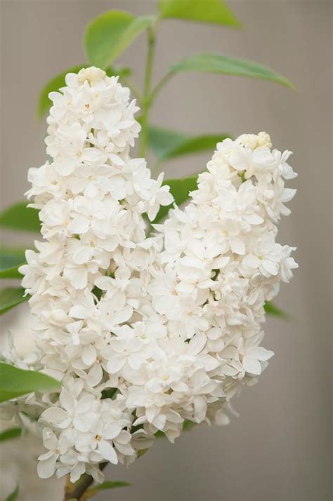 Lilac Syringa Vulgaris Angel White In Flower Photograph By Maria