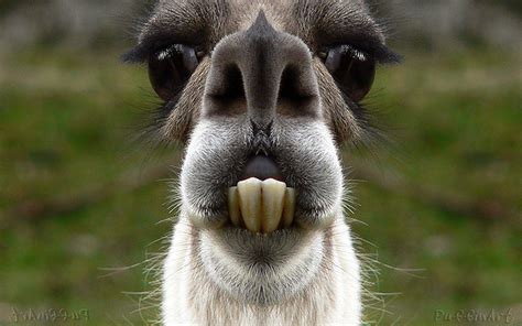 Funny Llama Worlds Most Beautiful Photos