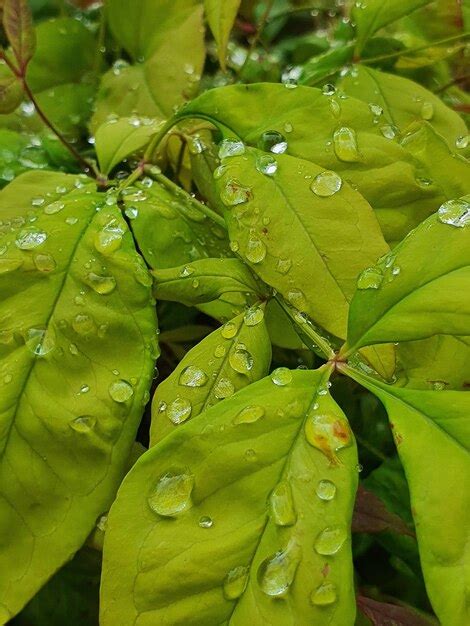 Premium Photo Close Up Of Wet Leaves On Rainy Day