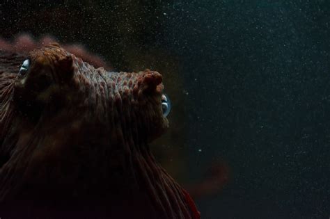 Octopus Underwater Wallpapers Hd Desktop And Mobile Backgrounds