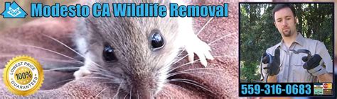 Termite inspections/repairs & pest control company se habla español www.propercarepc.com/index.html. Pest Animal Removal Modesto: Wildlife Control, Critter ...