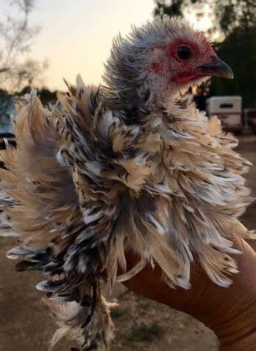 Weird Looking Chicken Breeds The Ones That Catch Your Eye Daily Guardian