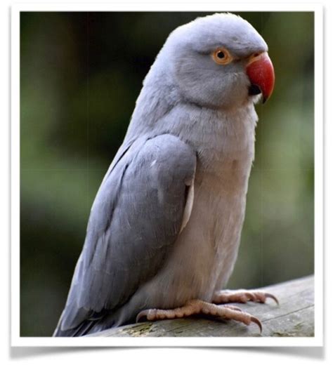 Buy Grey Indian Ringneck Parakeet Online Novan Birds For Sale