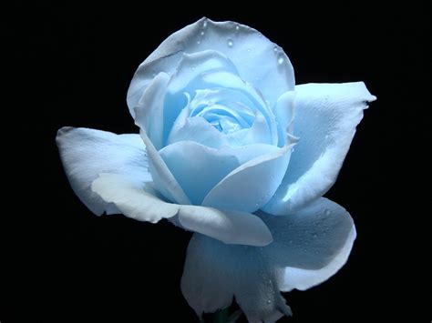 Check spelling or type a new query. Light Blue Flower Wallpaper - WallpaperSafari