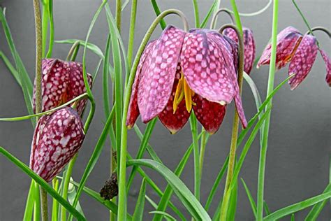 Fritillary Good Witches Magickal Flowers And Herbs