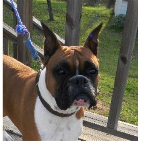 My grandma wants to keep the puppies and she only wants to pay 100 dollars to breed her boxer. Kay's Hilltop Boxers, Boxer Breeder in Colmesneil, Texas
