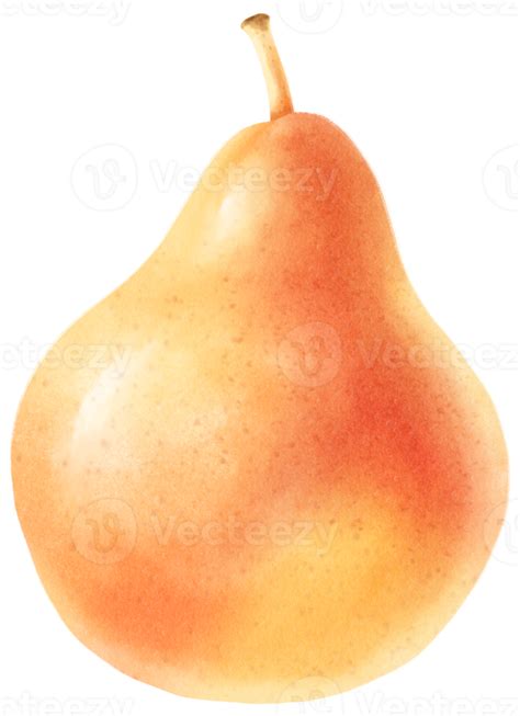 Pear Fruit Watercolor Illustration 9661526 Png