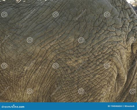 Closeup Of The Wrinkled Skin Of An Elephant Under The Sunlight Stock
