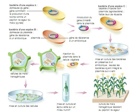 Savesave silabus bhs arab kls4 mi rev for later. Ogm - Ogm Medical Equipment Trading - An ogm file contains ...