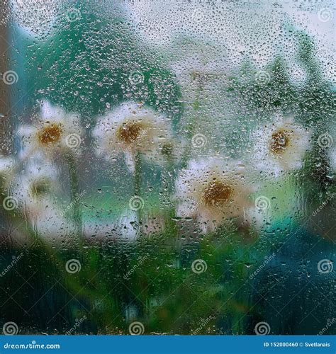 Rain Drops On Wet Window And White Flowers Behind Wet Window Glass