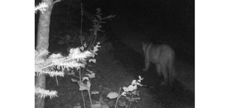 Dnr Confirms 6 Cougar Sightings In Michigan So Far In 2020 Outdoorhub