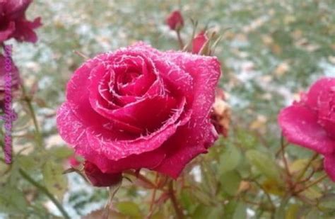 ازهار جميلة صور ازهار ملونة صباح الورد