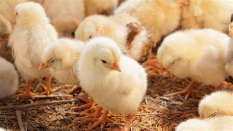Salmonella Outbreak Alert Backyard Poultry Suspected