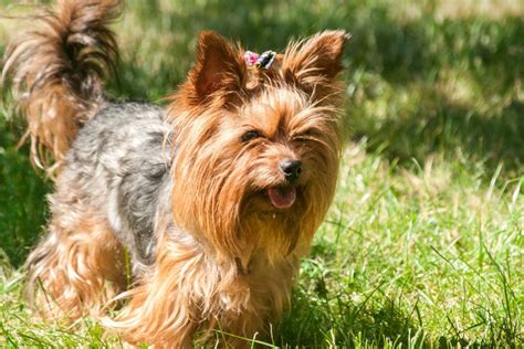 How Many Puppies Can A Yorkie Have All You Need To Know
