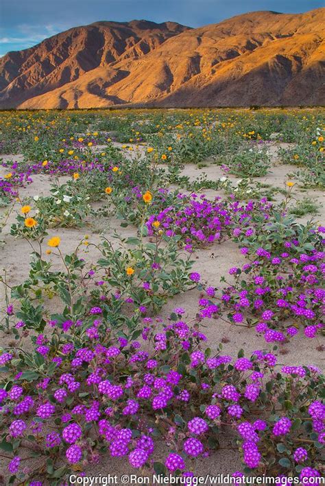 Pictures show the characteristics you need including colors, flowers, leaves, stems, branches, and more. Fields of wildflowers bloom in Anza-Borrego Desert State ...