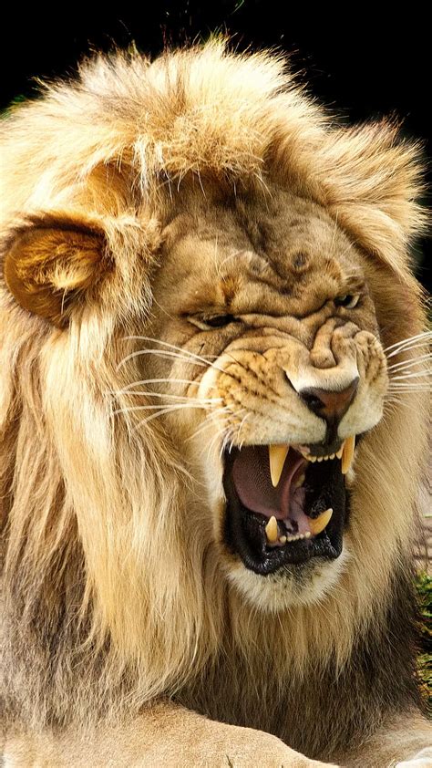 1080p Free Download Angry Lion Animal Face King Teeth Wild Hd