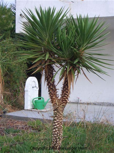 Check spelling or type a new query. Yucca Aloifolia