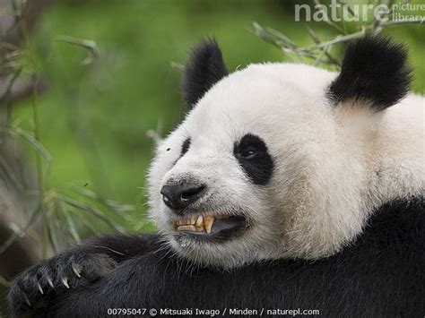 Nature Picture Library Giant Panda Ailuropoda Melanoleuca Captive