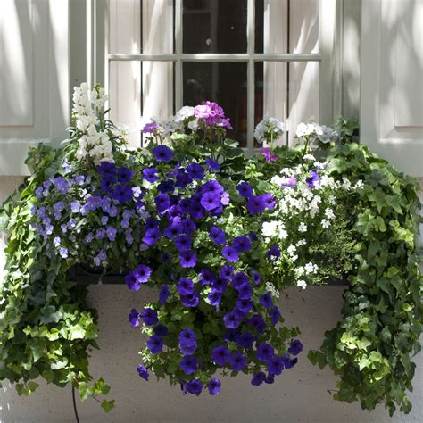 Best Plants For Partial Shade Window Boxes
