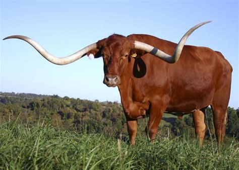 Maybe you would like to learn more about one of these? 10-11 oct - NCAA - Betsy Rawls Longhorn Invitational | Le ...