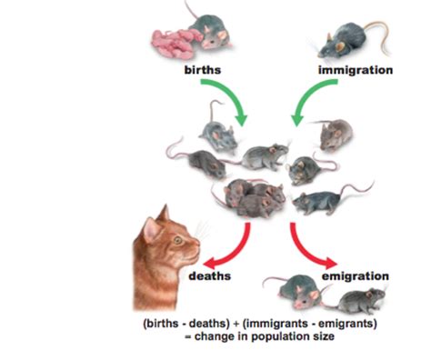 population growth and regulation flashcards quizlet