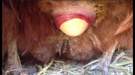 backyard chicken eggs surprising health benefits close up 2 youtube