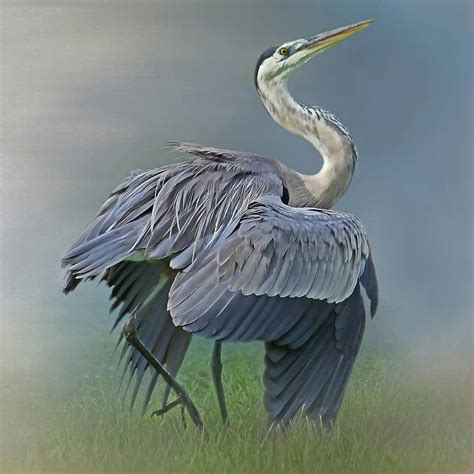 On Guard Great Blue Heron Photograph By Hh Photography Of Florida