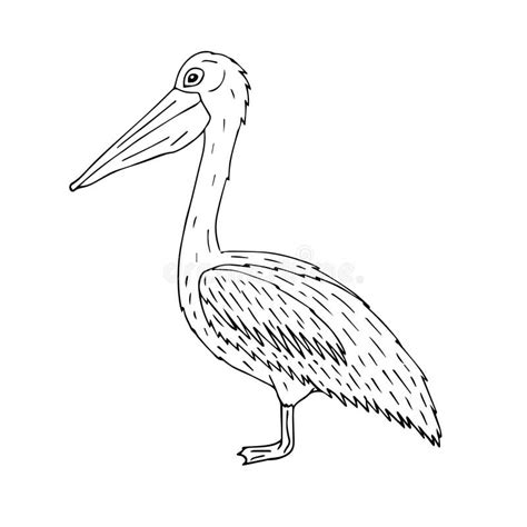 Vector Hand Drawn Doodle Sketch Pelican Stock Illustration