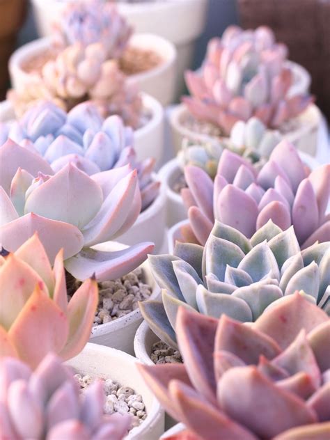 Pin By Jacqueline Evadne Leftwich On Personal Aesthetic Succulents