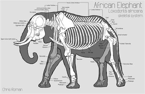 Bat wings, human forearms, elephant legs, and cat forelimbs are what