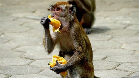 Monkeys Malaysia Mammal Free Photo On Pixabay