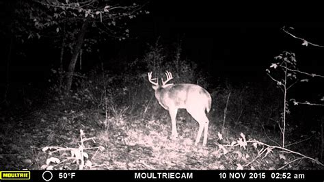 10 Point Buck On Moultrie M 880i Gen2 Game Camera Youtube