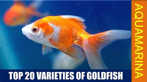 Top 20 Most Popular Varieties Of Goldfish Types Of Goldfish Know