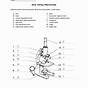 Microscope Parts Worksheet Answers