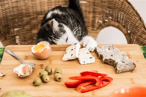 This is because some cats are lactose intolerant so if they eat there is a long list of foods that are bad for cats, including chocolate, cream, cheese, grapes and onions. Can Cats Have Cheese In Their Diet? What You Need To Know