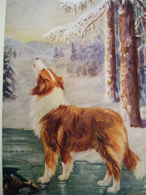Howling Collie Vintage Childrens Book Illustrations Etsy Dog