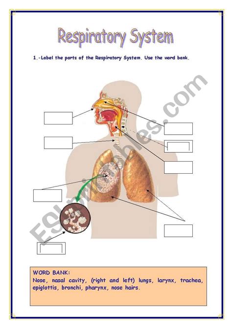 Respiratory System Esl Worksheet By Refuerzo