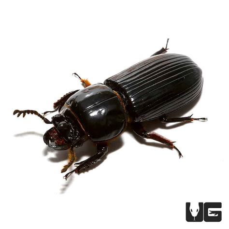 bess beetle passalidae for sale underground reptiles
