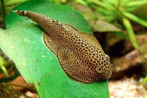 Butterfly Hillstream Loach Detailed Guide Care Diet And Breeding