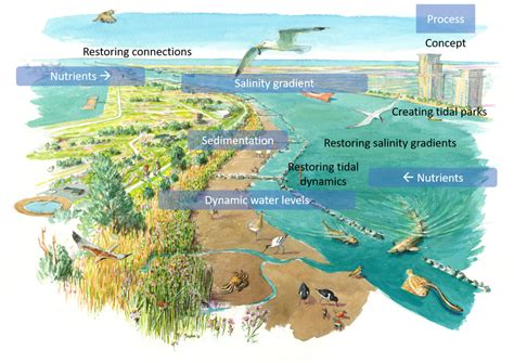 Restoring Estuarine Ecosystems Ecoshape