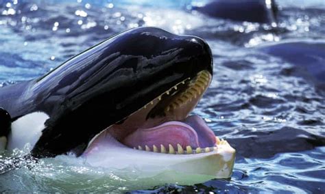 Scientists Witness First Reported Case Of Killer Whale Infanticide Whales The Guardian